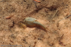 Moltissimi Triops longicaudatus nuotano nelle pozze di acqua stagnante